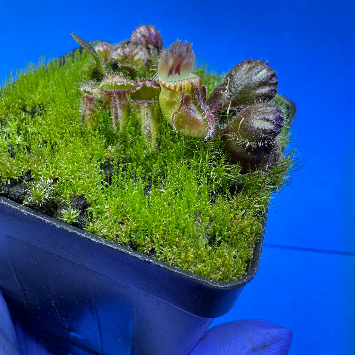 Cephalotus follicularis ‘OG Black’ S