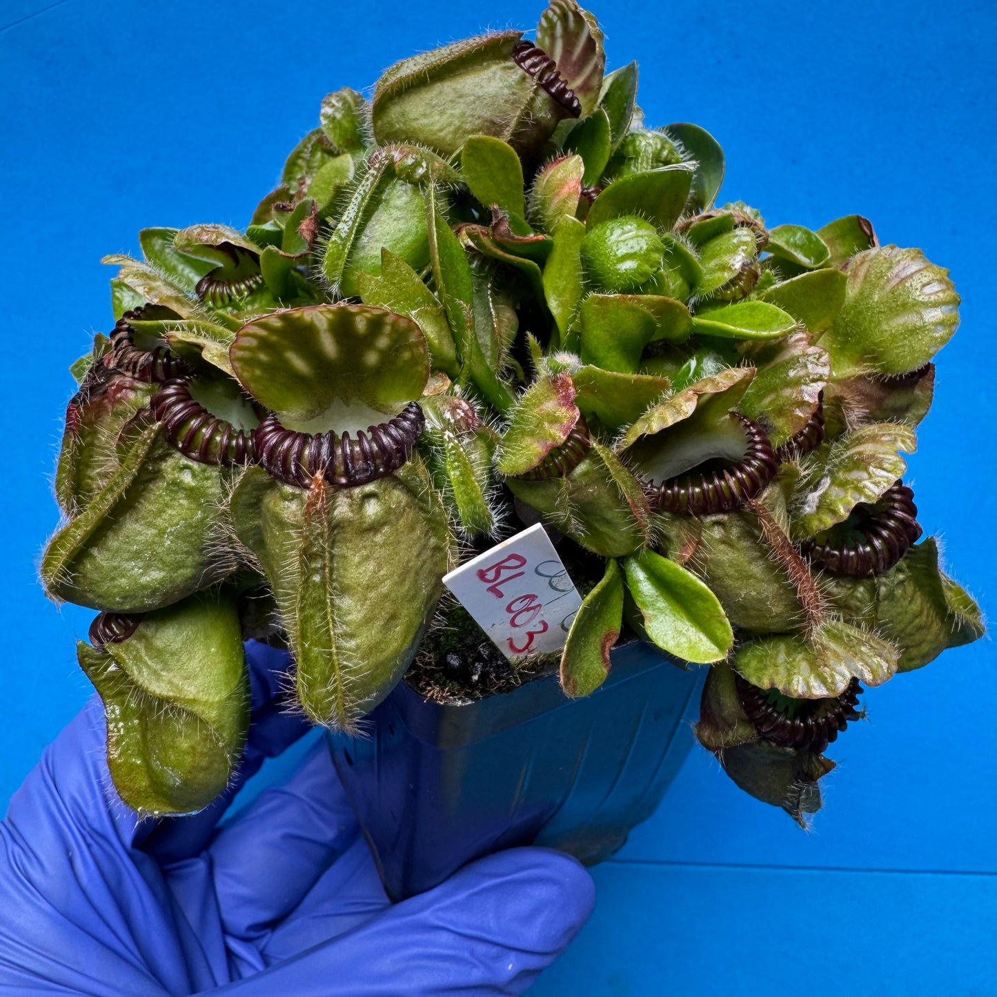 Cephalotus follicularis “Blix Goblin” (‘OG Black’ X (‘Hummer’s Giant’ X Self))