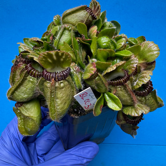 Cephalotus follicularis “Blix Goblin” (‘OG Black’ X (‘Hummer’s Giant’ X Self))