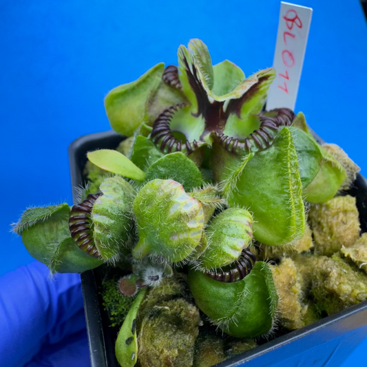 Cephalotus follicularis “Blix Goblin” (‘OG Black’ X (‘Hummer’s Giant’ X Self))