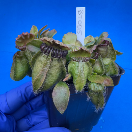 Cephalotus follicularis “Bogtanical” (‘OG Black’ X “UC Davis”)
