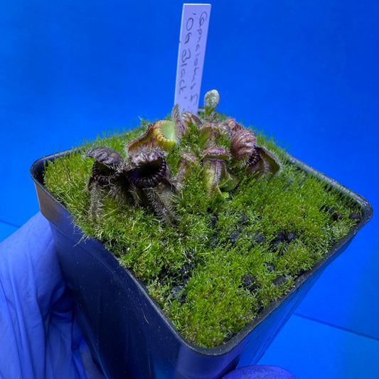 Cephalotus follicularis ‘OG Black’ S