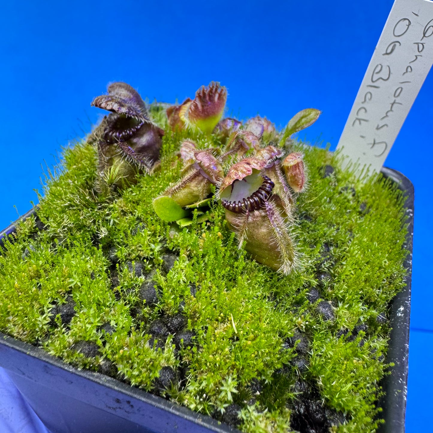 Cephalotus follicularis ‘OG Black’ S