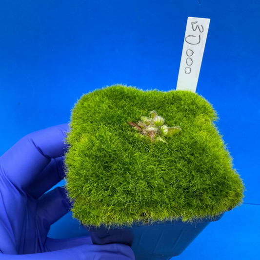 Cephalotus follicularis “Bogduc” (‘OG Black’ X “UC Davis”)