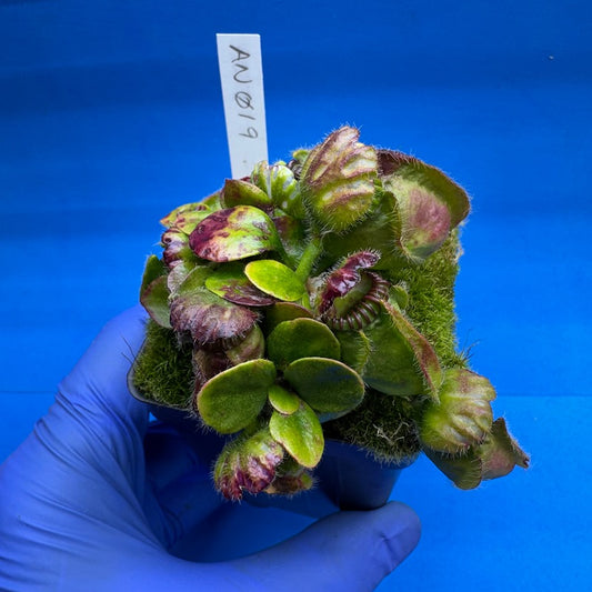 Cephalotus follicularis “Anthracite” (“Coalmine Beach” X ‘OG Black’)
