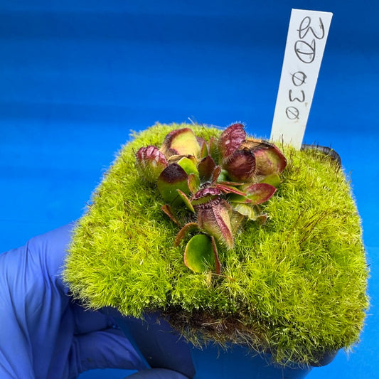 Cephalotus follicularis “Bogduc” (‘OG Black’ X “UC Davis”)