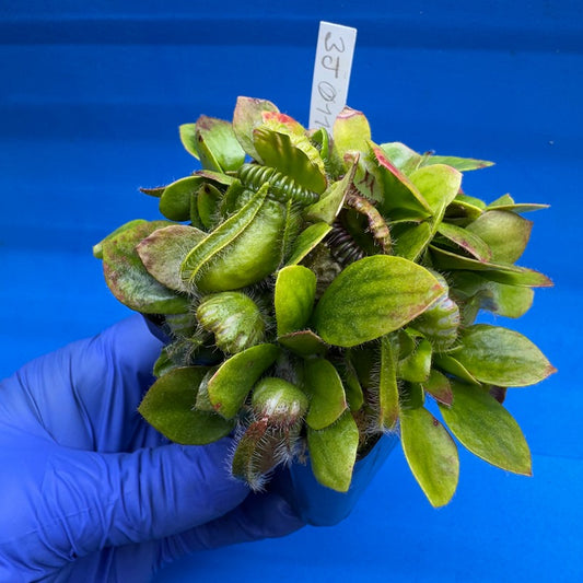 Cephalotus follicularis “Bogjewels” (‘OG Black’ X “Julie Jones”)