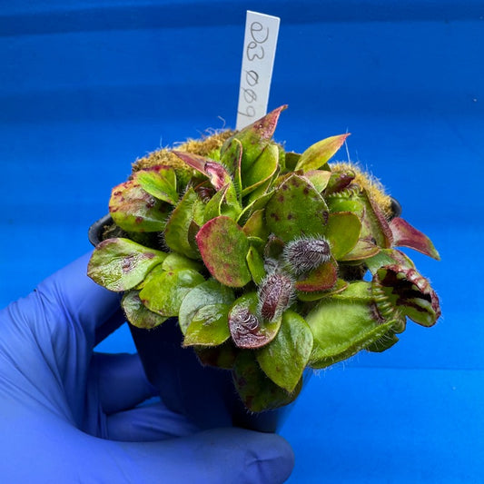 Cephalotus follicularis “Ducbog” (“UC Davis” X ‘OG Black’)