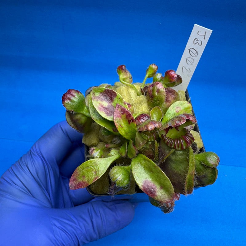 Cephalotus follicularis “Jewelbog” (“Julie Jones” X ‘OG Black’)