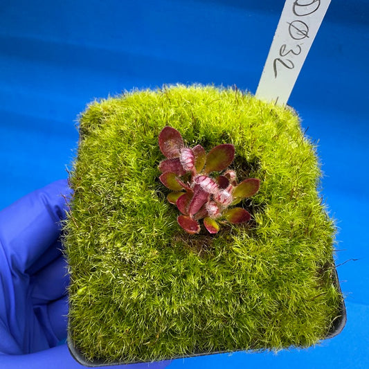 Cephalotus follicularis “Bogduc” (‘OG Black’ X “UC Davis”)