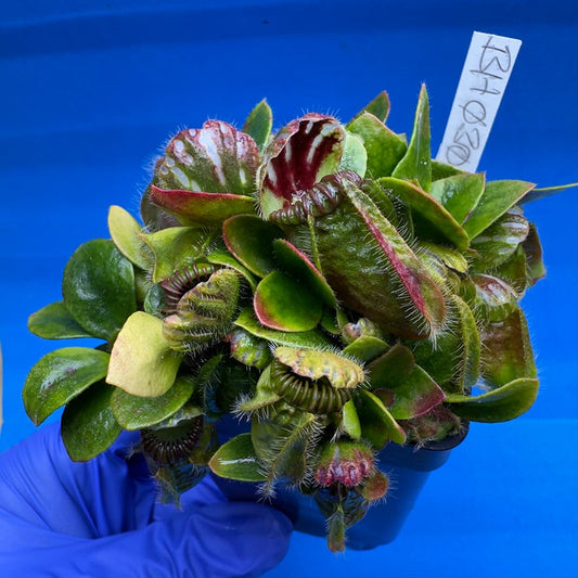 Cephalotus follicularis “Behemoth” (“UC Davis” X ‘OG Black’)
