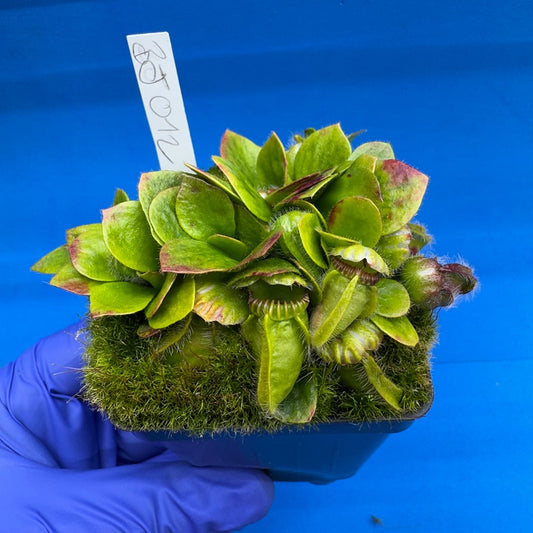 Cephalotus follicularis “Bogjewels” (‘OG Black’ X “Julie Jones”)