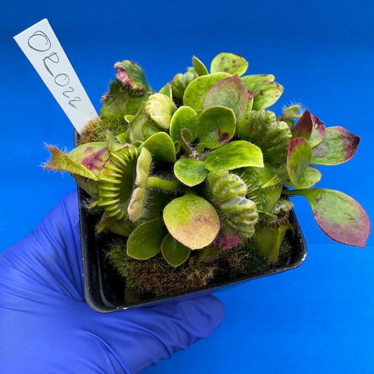 Cephalotus follicularis “Ogre” (‘OG Black’ X “Coalmine Beach”)