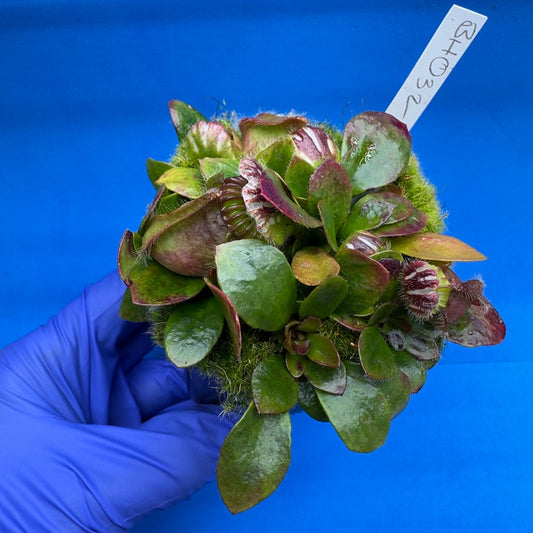 Cephalotus follicularis “Behemoth” (“UC Davis” X ‘OG Black’)