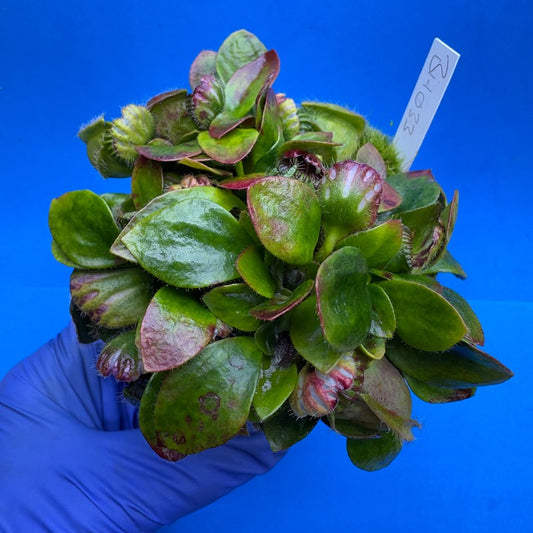Cephalotus follicularis “Behemoth” (“UC Davis” X ‘OG Black’)
