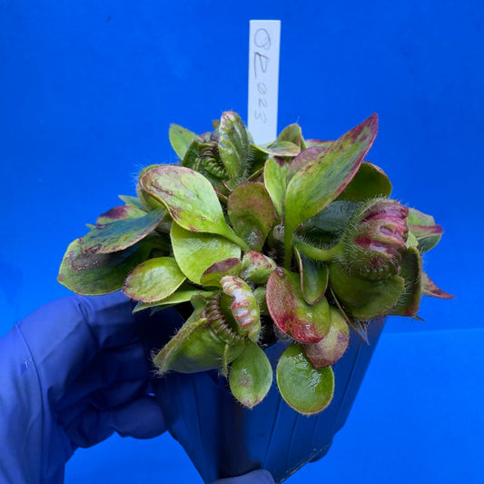 Cephalotus follicularis “Ogre” (‘OG Black’ X “Coalmine Beach”)