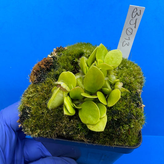 Cephalotus follicularis “Bogjewels” (‘OG Black’ X “Julie Jones”)