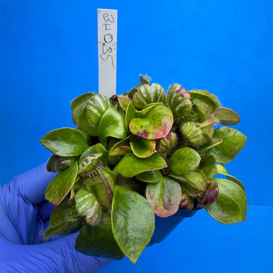 Cephalotus follicularis “Behemoth” (“UC Davis” X ‘OG Black’)