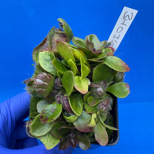 Cephalotus follicularis “Behemoth” (“UC Davis” X ‘OG Black’)