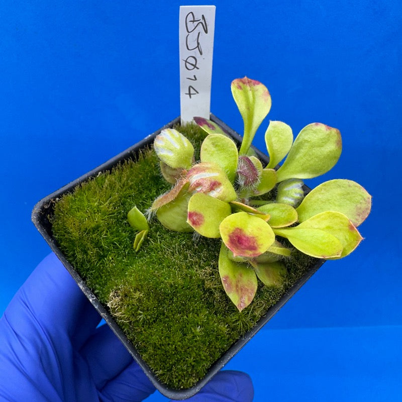 Cephalotus follicularis “Bogjewels” (‘OG Black’ X “Julie Jones”)