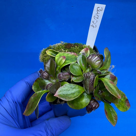 Cephalotus follicularis “Behemoth” (“UC Davis” X ‘OG Black’)