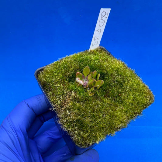 Cephalotus follicularis “Bogduc” (‘OG Black’ X “UC Davis”)