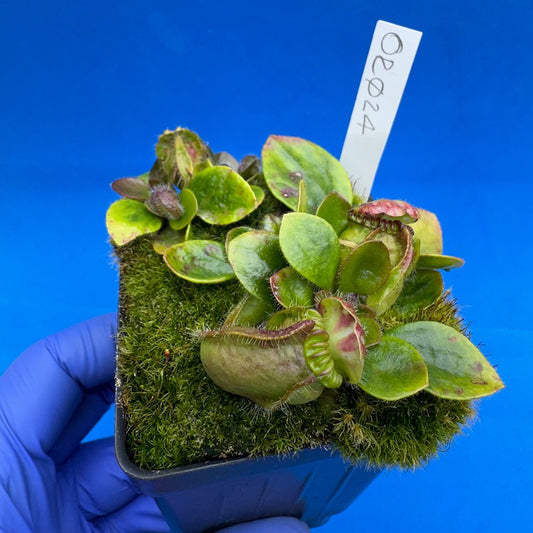 Cephalotus follicularis “Ogre” (‘OG Black’ X “Coalmine Beach”)