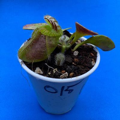 Cephalotus follicularis “UC Davis”