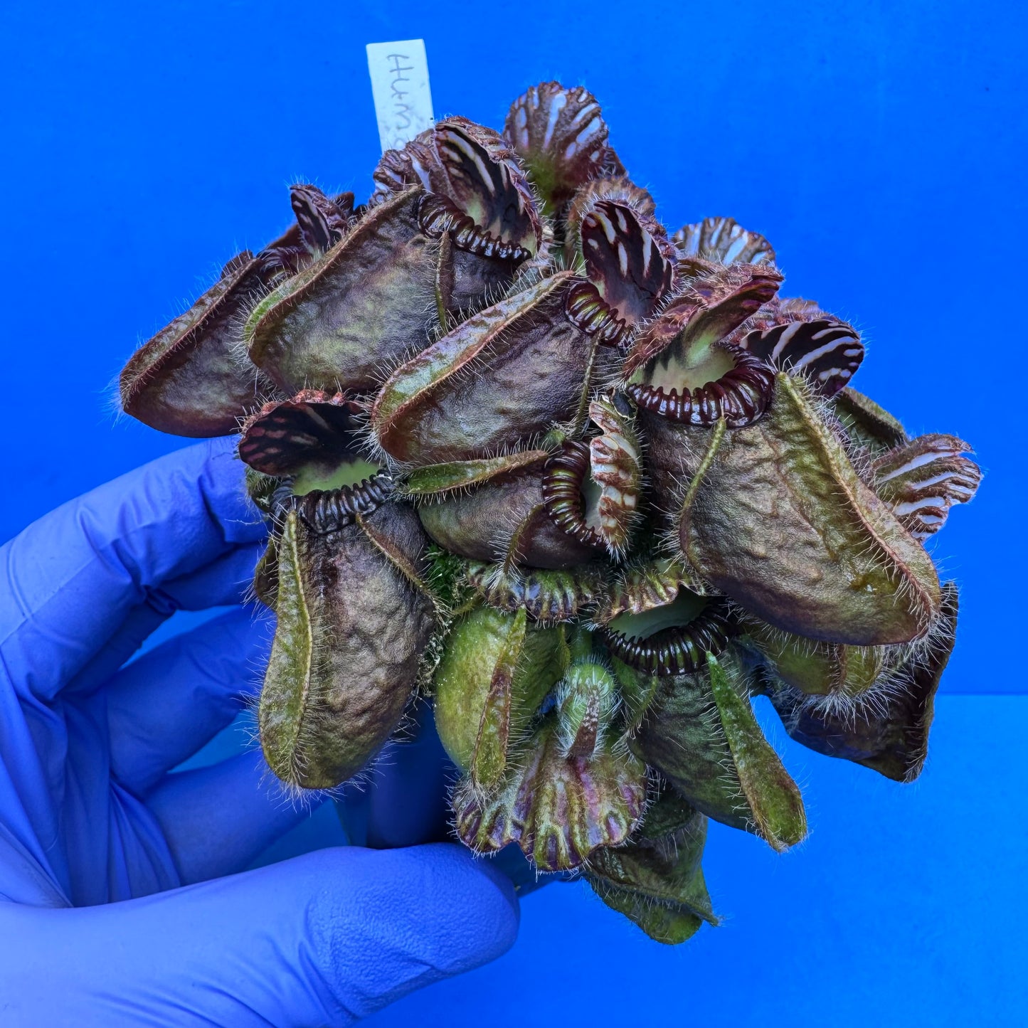 Cephalotus follicularis “Humbog” (('Hummer’s Giant’ X Self) X ‘OG Black’) XXL