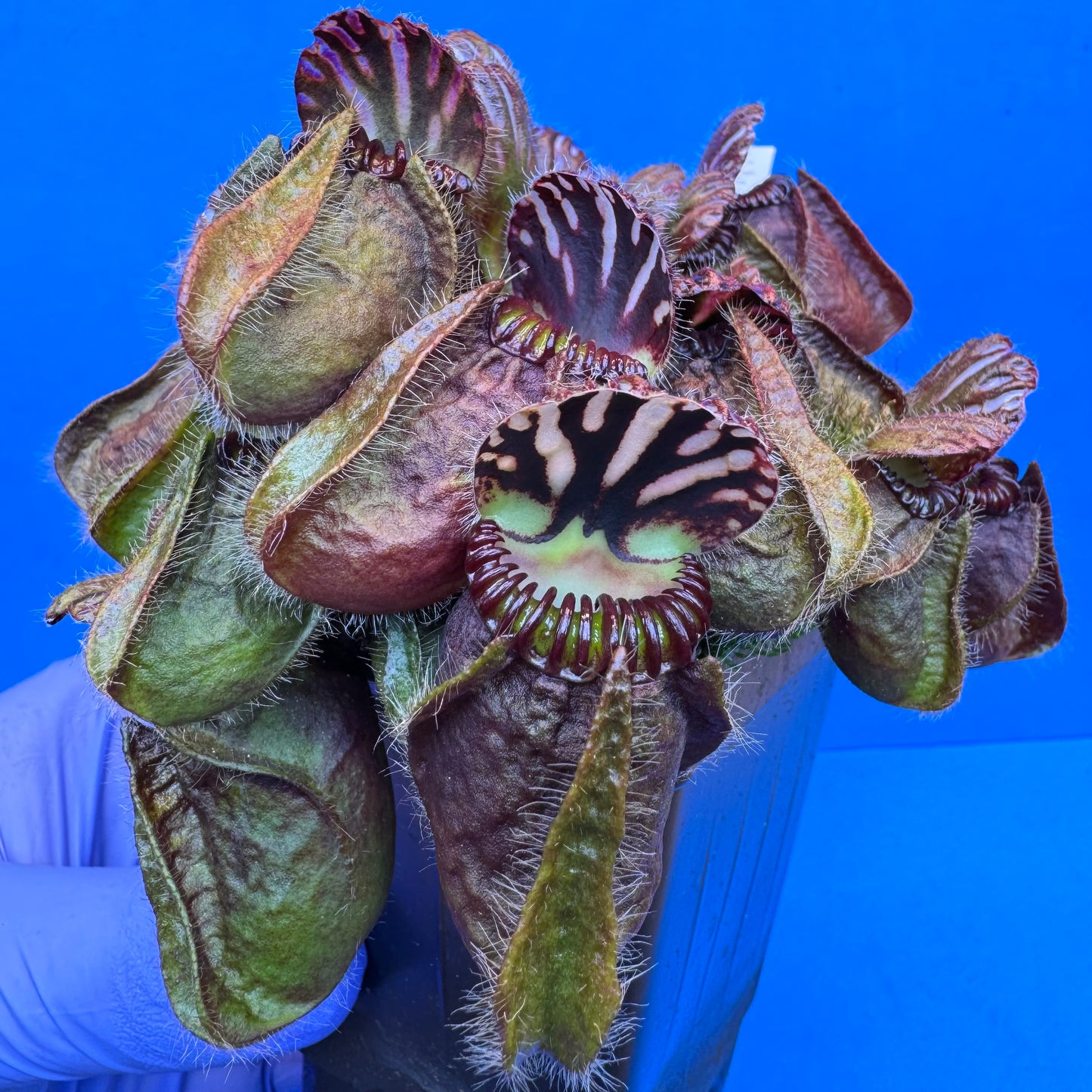 Cephalotus follicularis “Humbog” (('Hummer’s Giant’ X Self) X ‘OG Black’) XXL