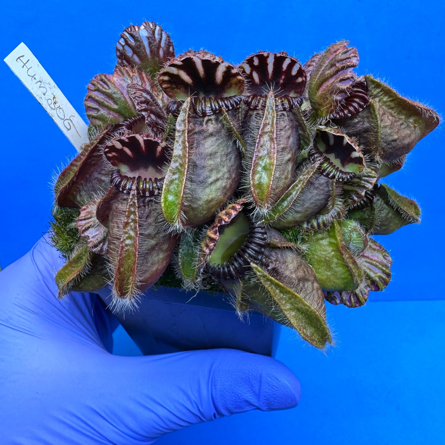 Cephalotus follicularis “Humbog” (('Hummer’s Giant’ X Self) X ‘OG Black’) XXL