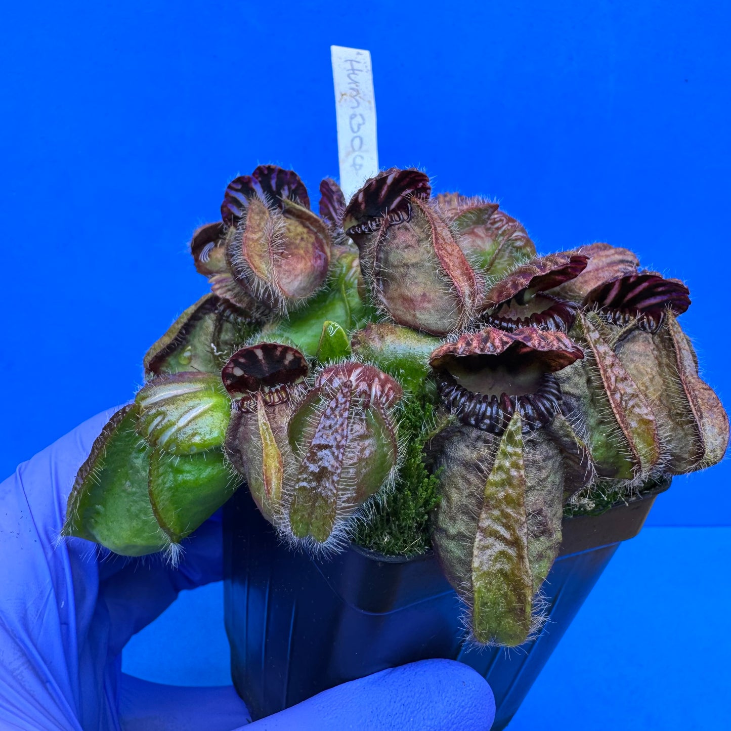 Cephalotus follicularis “Humbog” (('Hummer’s Giant’ X Self) X ‘OG Black’) XL