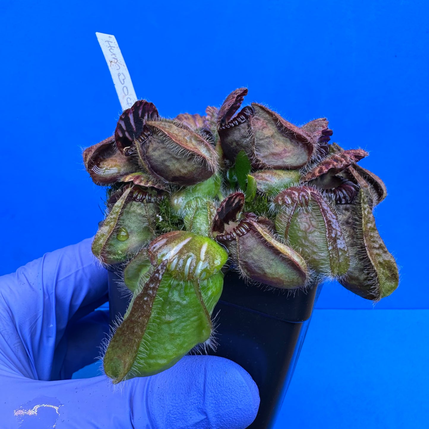 Cephalotus follicularis “Humbog” (('Hummer’s Giant’ X Self) X ‘OG Black’) XL