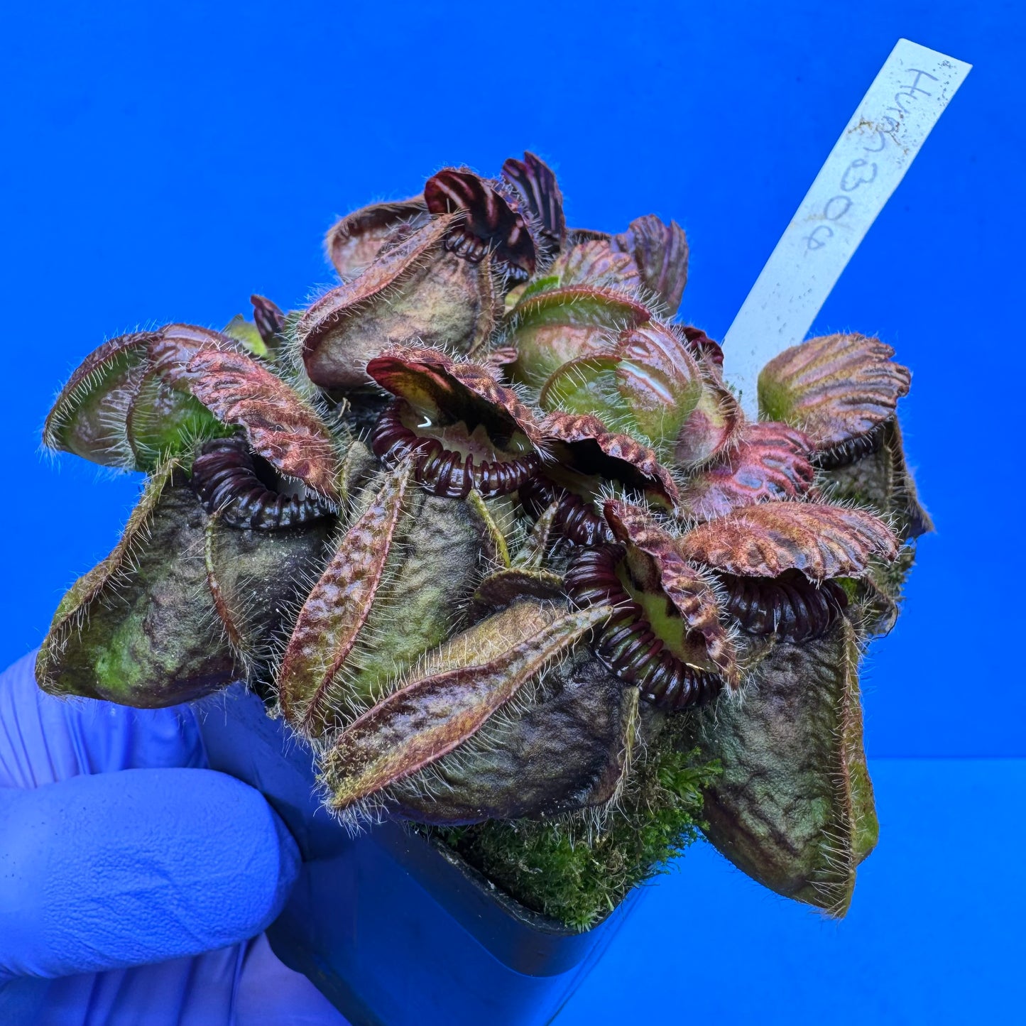 Cephalotus follicularis “Humbog” (('Hummer’s Giant’ X Self) X ‘OG Black’) XL