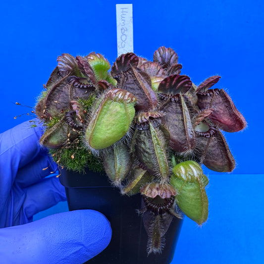 Cephalotus follicularis “Humbog” (('Hummer’s Giant’ X Self) X ‘OG Black’) L