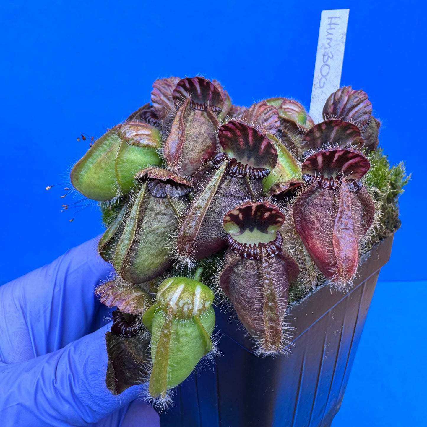 Cephalotus follicularis “Humbog” (('Hummer’s Giant’ X Self) X ‘OG Black’) L