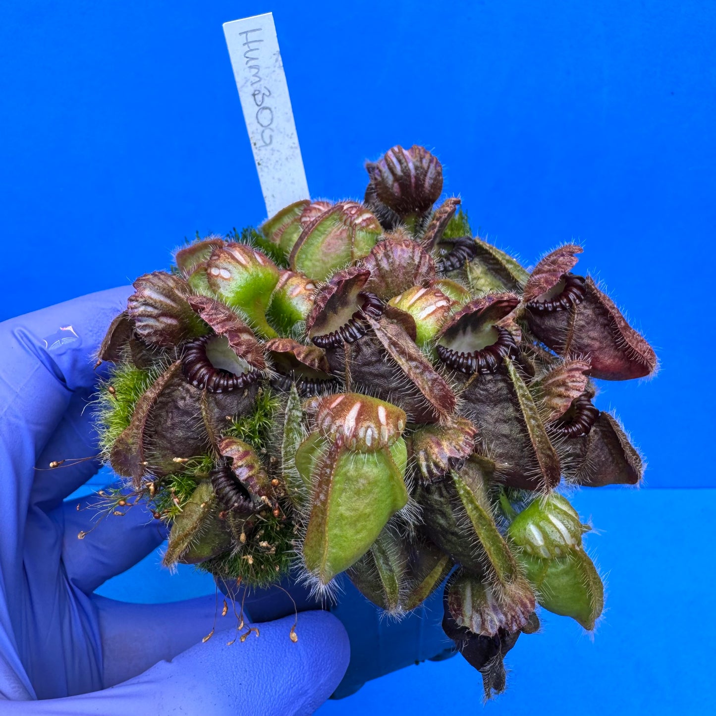 Cephalotus follicularis “Humbog” (('Hummer’s Giant’ X Self) X ‘OG Black’) L