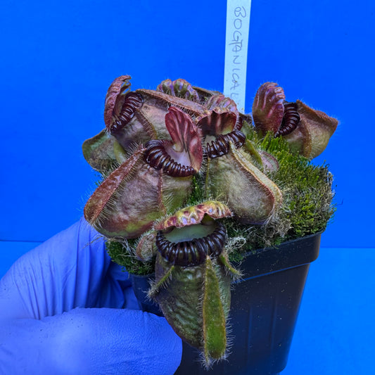 Cephalotus follicularis “Bogtanical” (‘OG Black’ X “UC Davis”) XXL