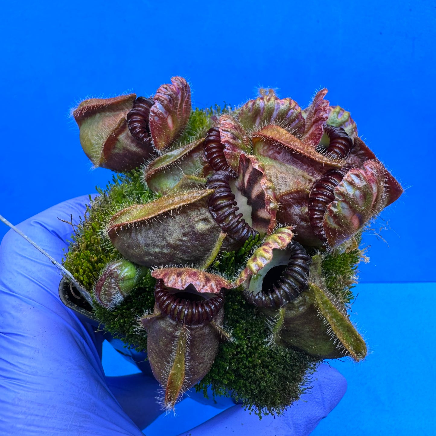 Cephalotus follicularis “Bogtanical” (‘OG Black’ X “UC Davis”) XXL