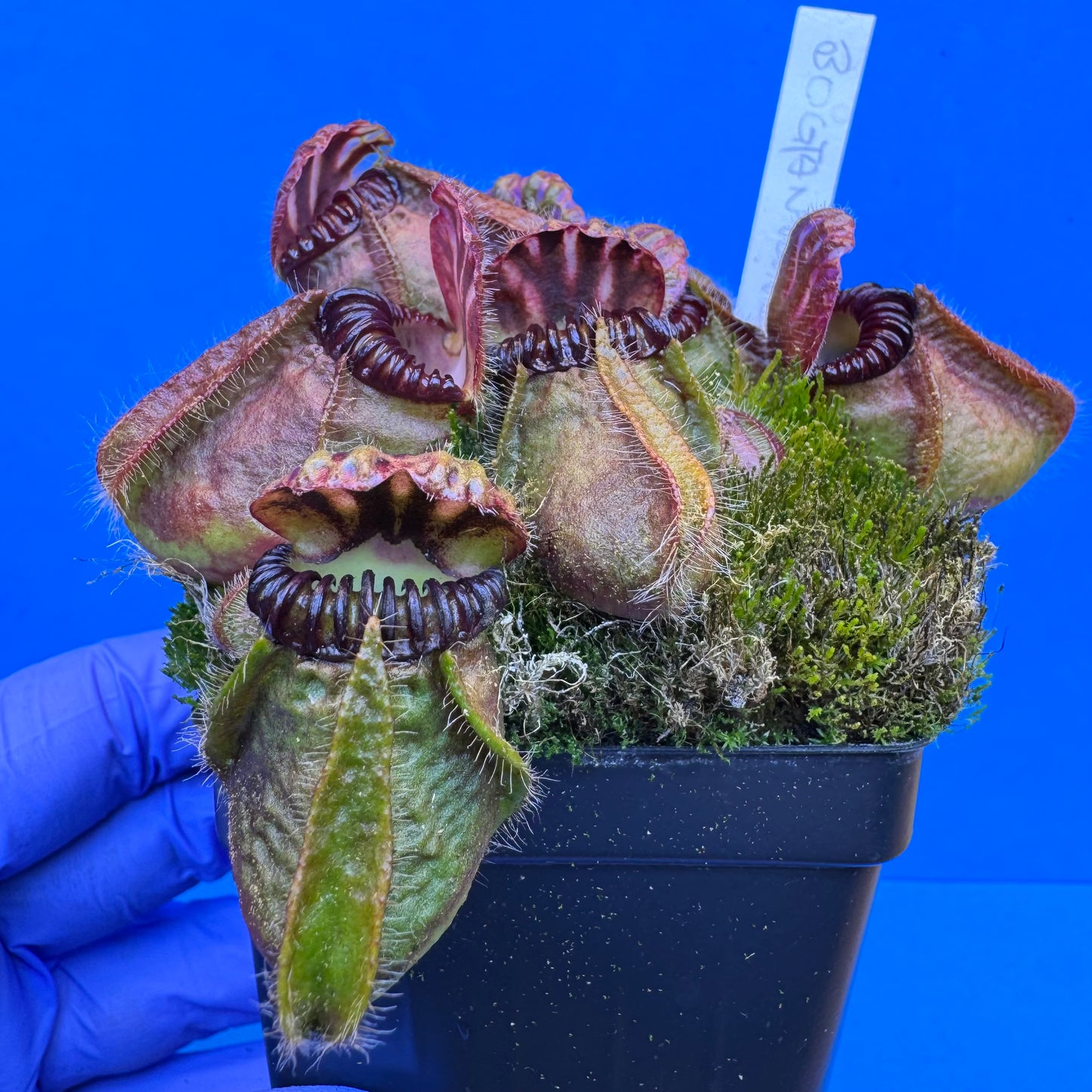 Cephalotus follicularis “Bogtanical” (‘OG Black’ X “UC Davis”) XXL