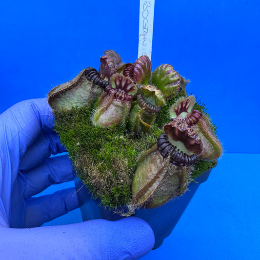 Cephalotus follicularis “Bogtanical” (‘OG Black’ X “UC Davis”) XL