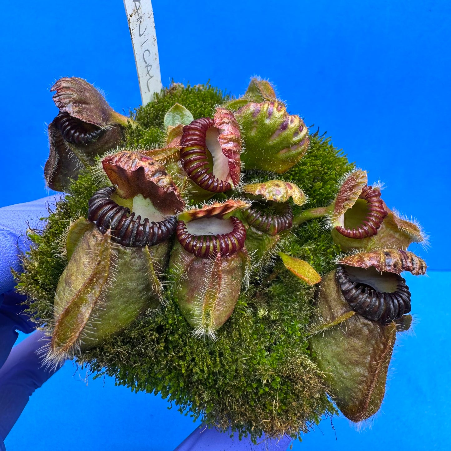 Cephalotus follicularis “Bogtanical” (‘OG Black’ X “UC Davis”) XL