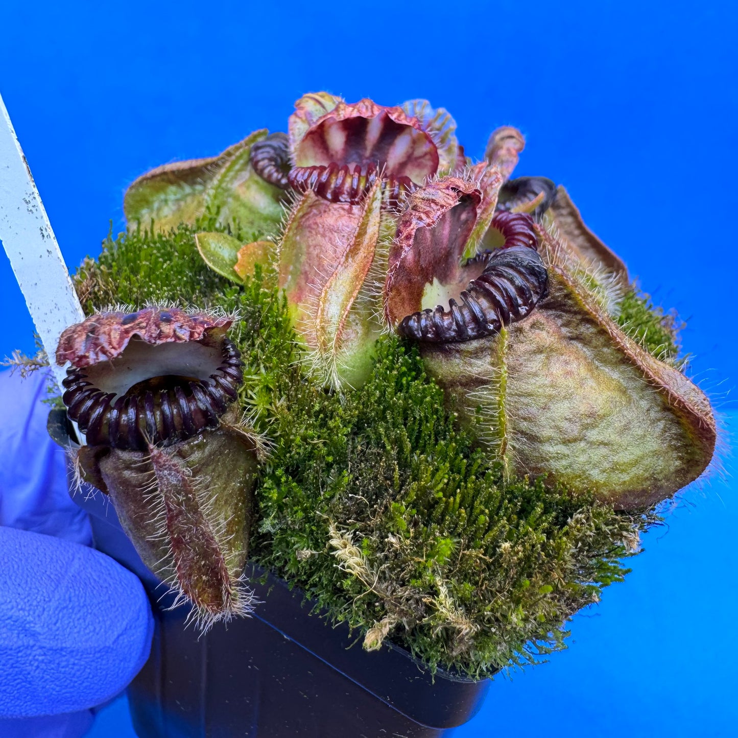 Cephalotus follicularis “Bogtanical” (‘OG Black’ X “UC Davis”) XL