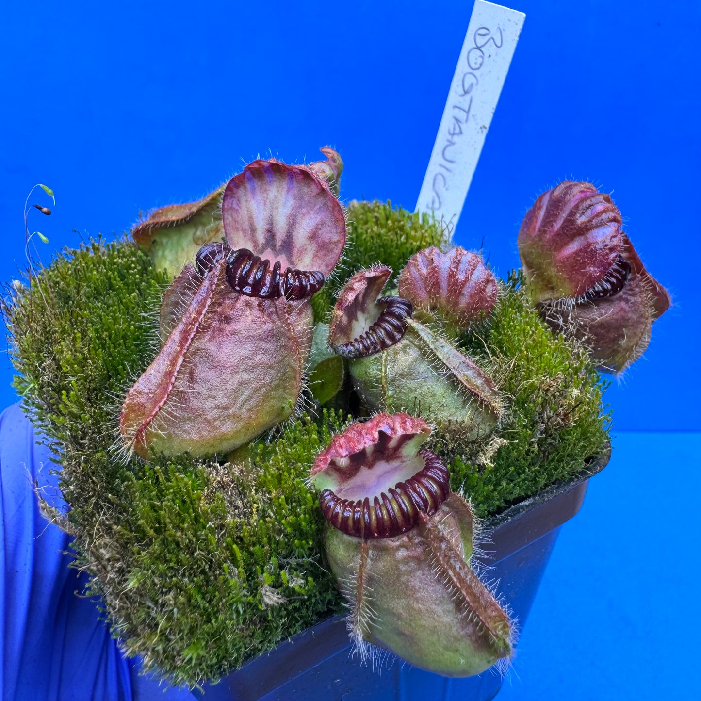 Cephalotus follicularis “Bogtanical” (‘OG Black’ X “UC Davis”) L