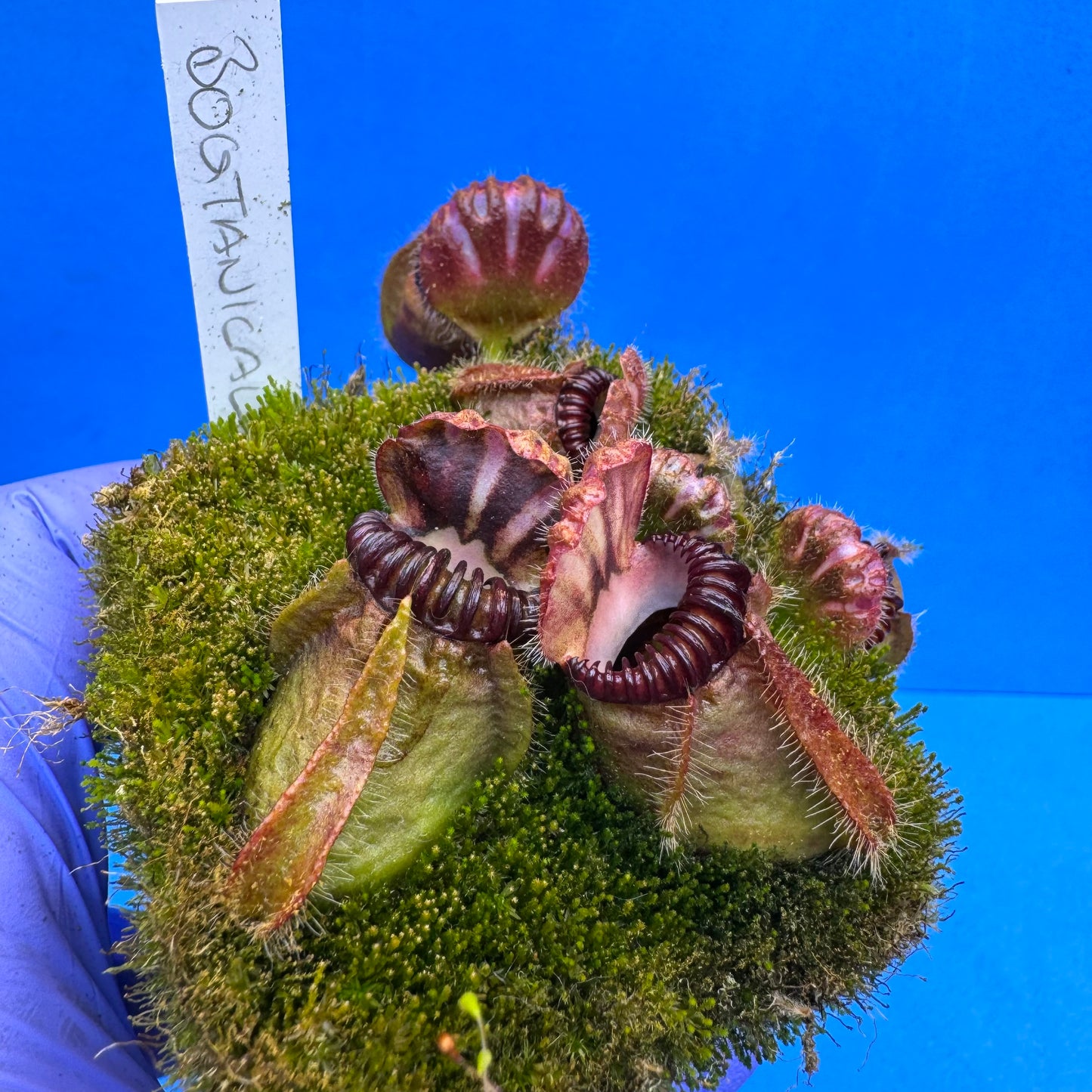 Cephalotus follicularis “Bogtanical” (‘OG Black’ X “UC Davis”) L