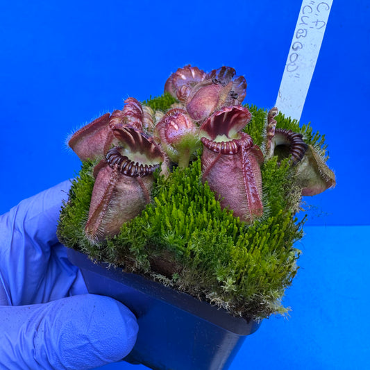 Cephalotus follicularis “Cubgod” (“UC Davis” X ‘OG Black’) XL