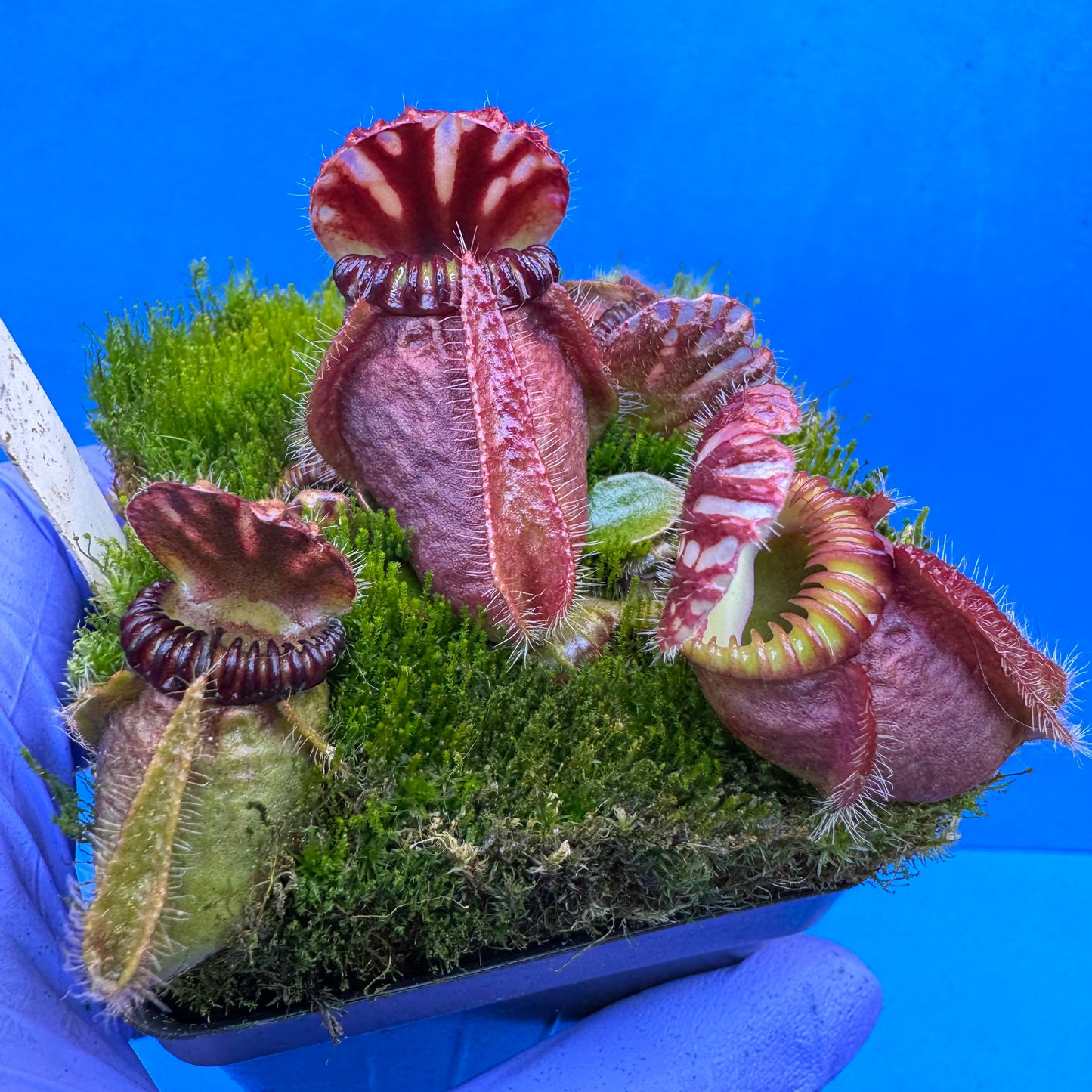 Cephalotus follicularis “Cubgod” (“UC Davis” X ‘OG Black’) L