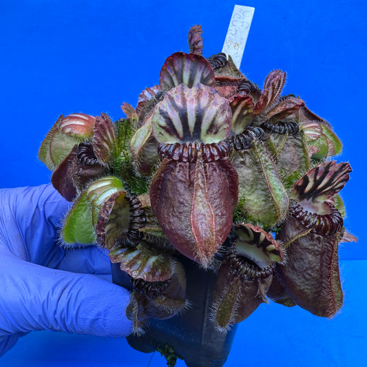 Cephalotus follicularis “Cubgod” (“UC Davis” X ‘OG Black’) XXL