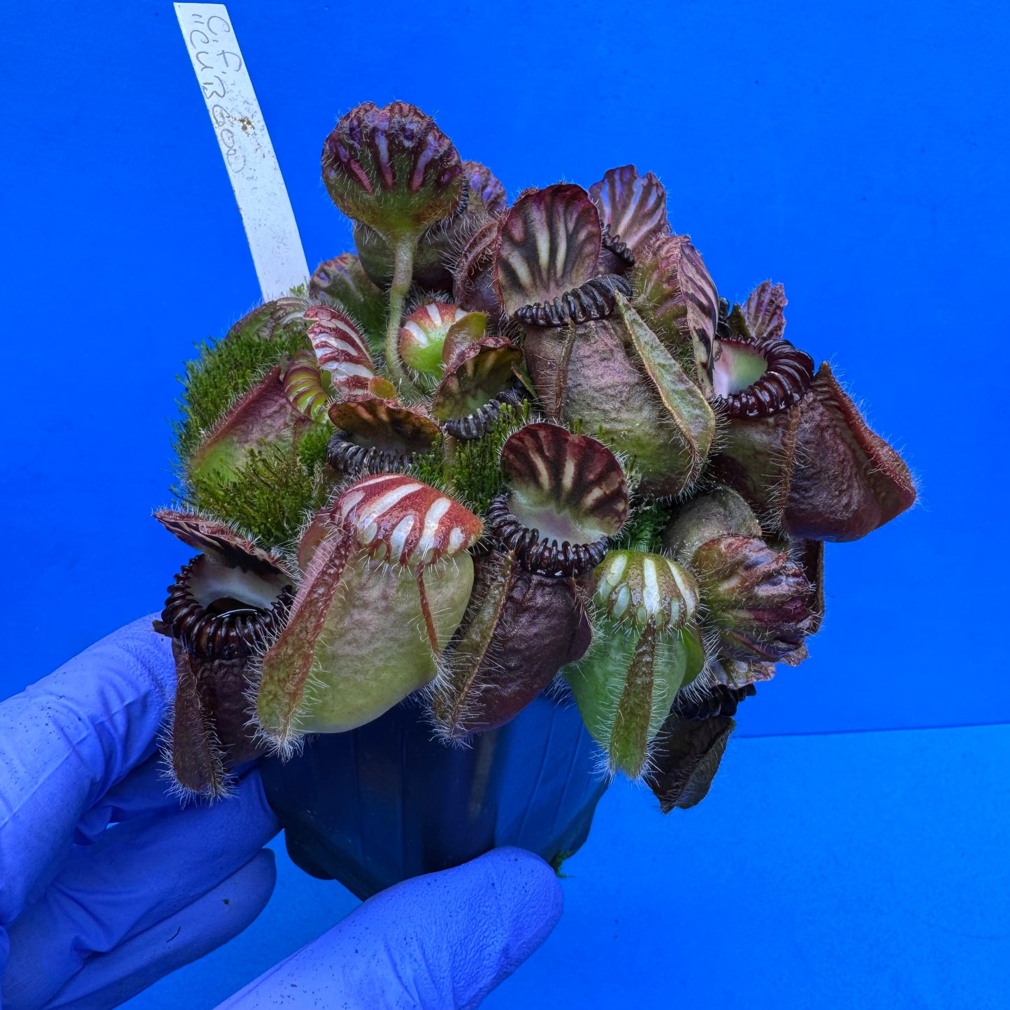 Cephalotus follicularis “Cubgod” (“UC Davis” X ‘OG Black’) XXL