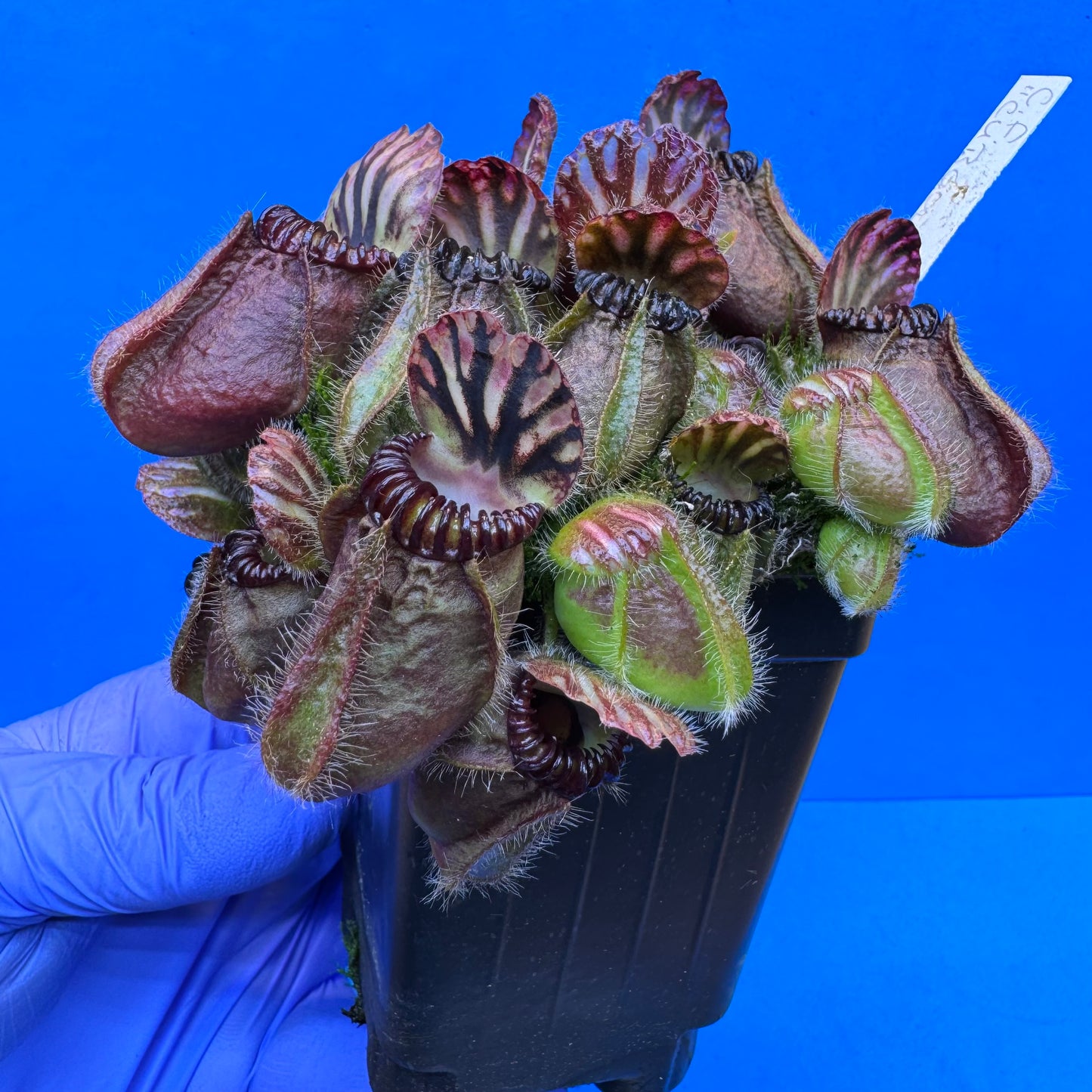 Cephalotus follicularis “Cubgod” (“UC Davis” X ‘OG Black’) XXL